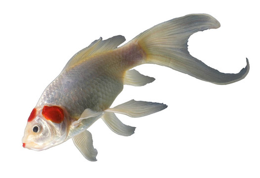 放射性魚