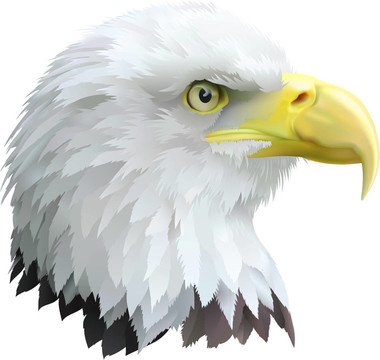 鷹