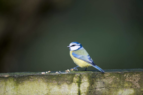 藍山雀（Parus caeruleus）