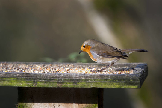羅賓（Erithacus rubecula）