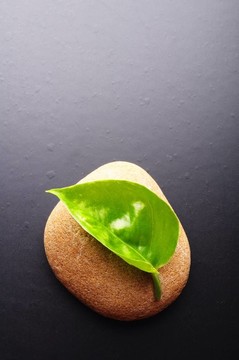 禪宗的靜物