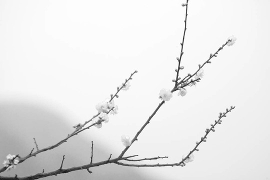 櫻花