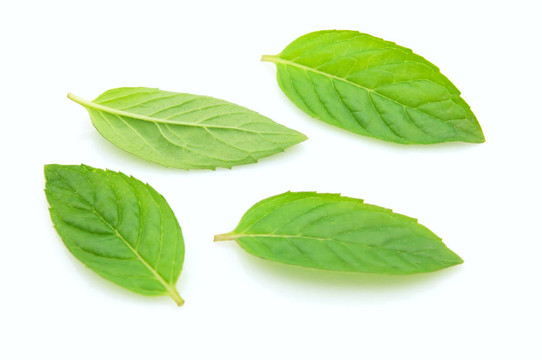 薄荷