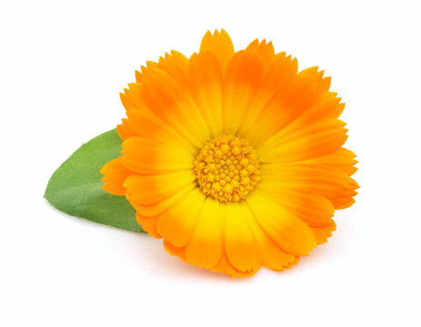 金盞花