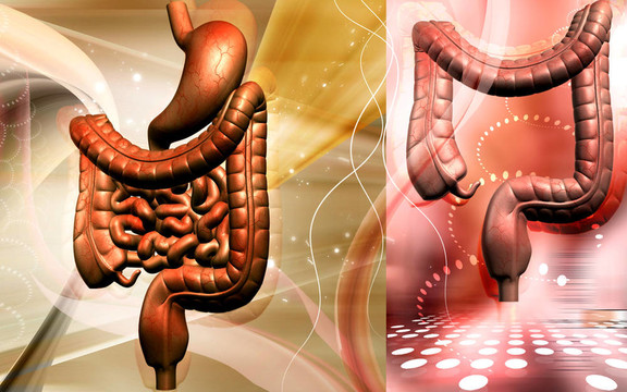 人類的消化系統(tǒng)
