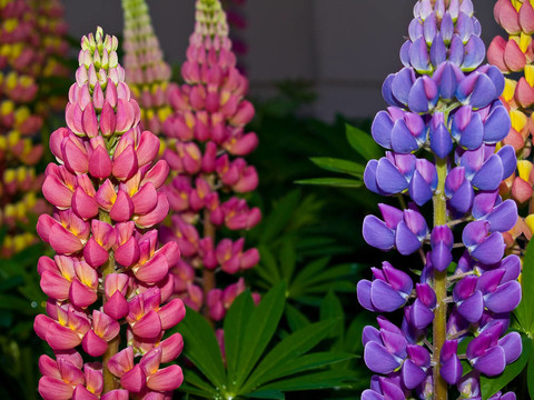 美麗與Colorful Flowers Blooming在花園里