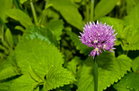 美麗與Colorful Flowers Blooming在花園里
