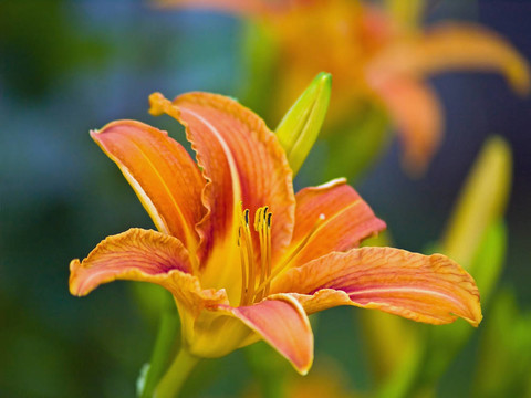 Orange Lily Blooming在一個陽光明媚的花園里