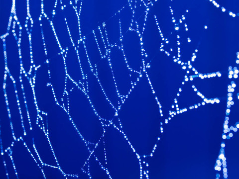 Bluetone Spider的網(wǎng)頁摘要與波光粼粼的露珠選擇性聚焦
