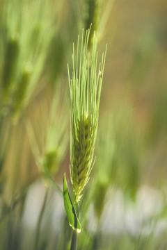 花節(jié)