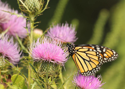 帝王蝶；Danaus plexippus