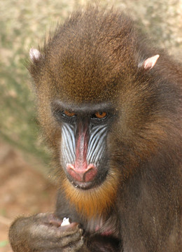 動(dòng)物猴子山魈