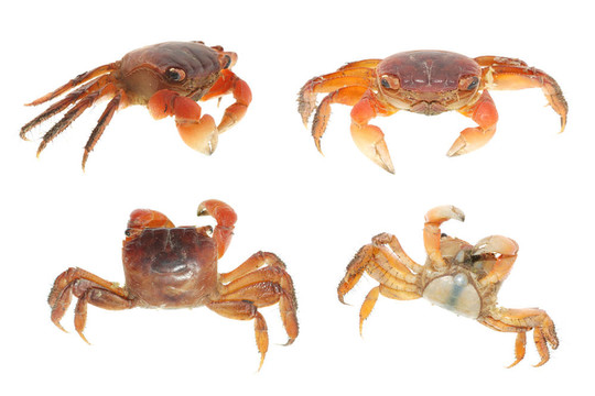 海鮮動物蟹集