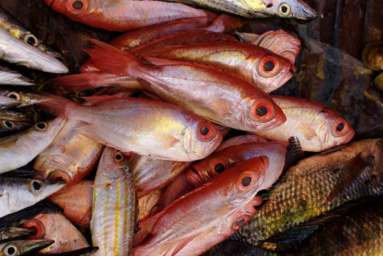 大眼魚