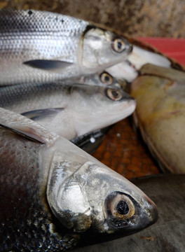 大眼魚(yú)