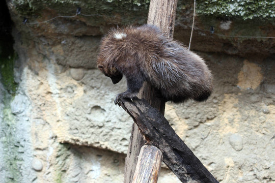 沃略日訥。瓦城西北野生動物園照片。