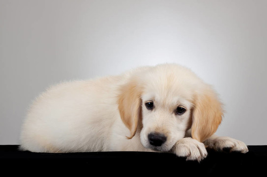 黃金獵犬小狗