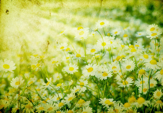camomiles