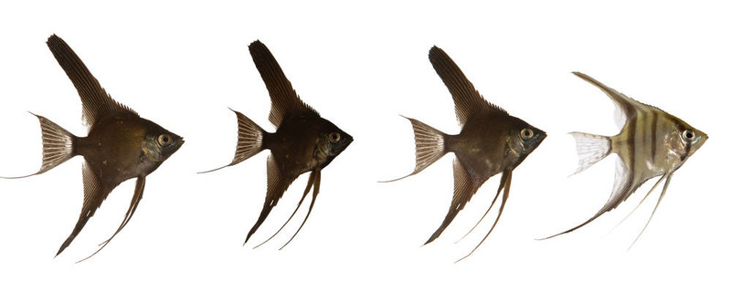 標(biāo)量魚線