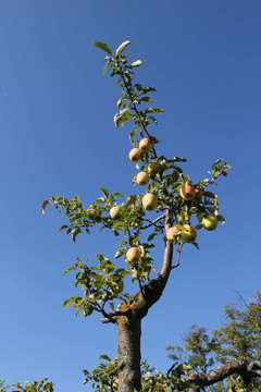 蘋果樹(shù)的樹(shù)枝