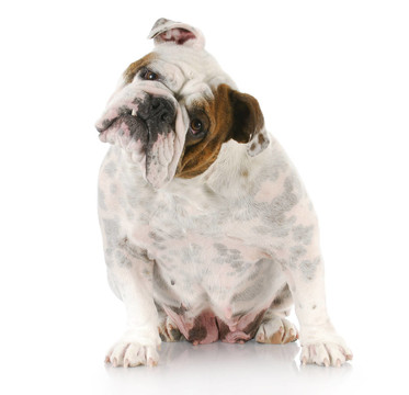 英國斗牛犬