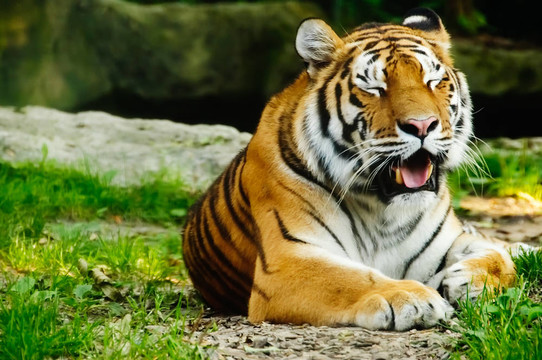 虎（Panthera tigris）