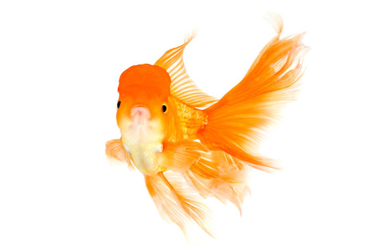 大尾金魚