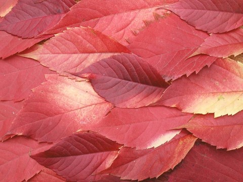 火紅的葉子