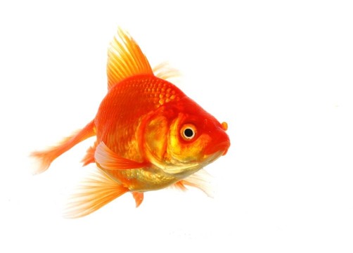 金魚