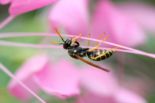 五帶Tiphid Wasp