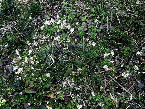 Flowerses；林中空地；開(kāi)花；daisywheels；紋理