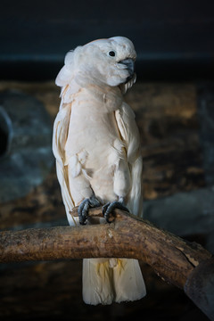 鳳頭鸚鵡