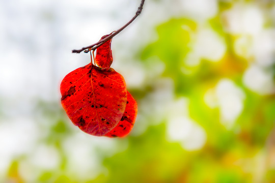 紅葉