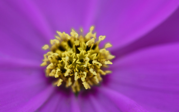 波斯菊花蕊特寫