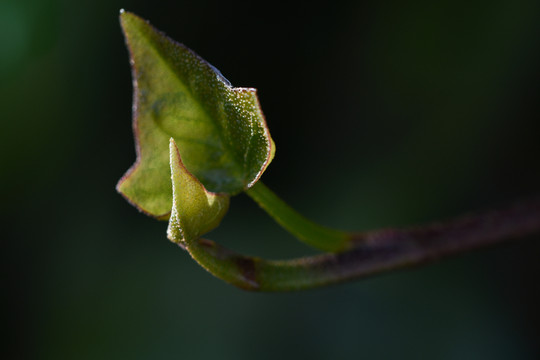 常春藤幼芽