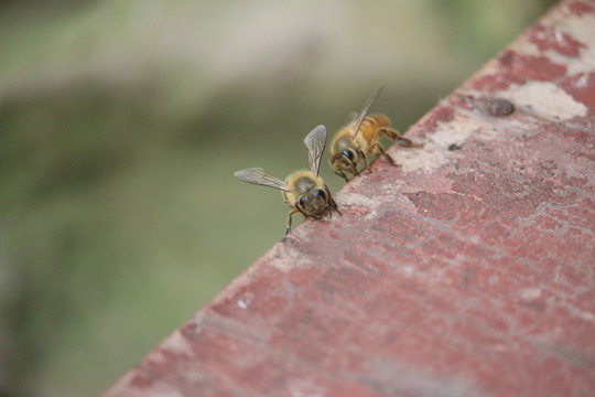 蜜蜂