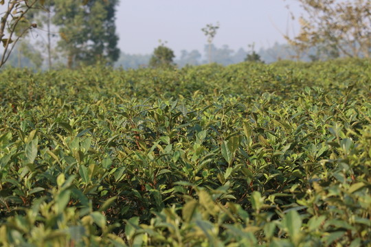 綠茶