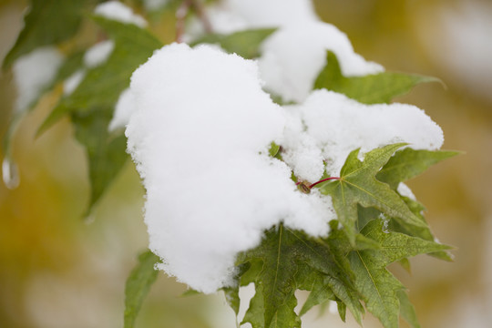 積雪 樹(shù)掛