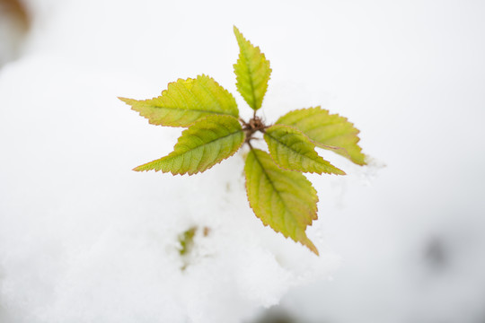 積雪 樹(shù)葉