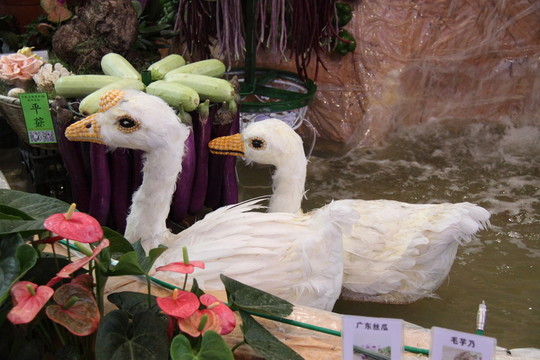 農(nóng)產(chǎn)品展示