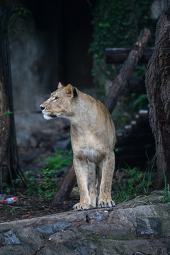 獅子