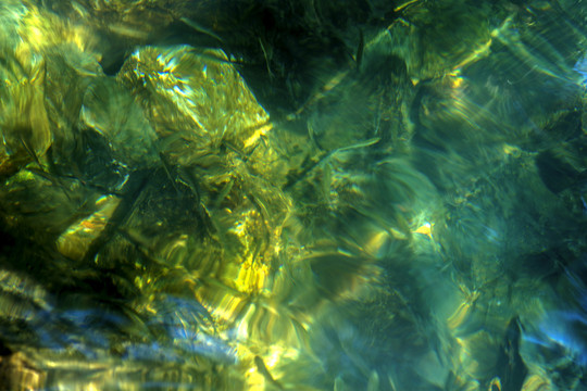 魚