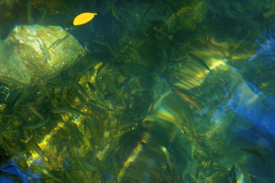 魚