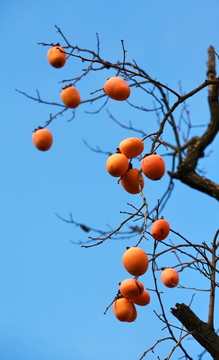 金秋紅柿