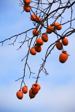 金秋紅柿