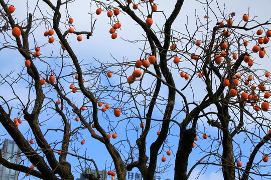 金秋紅柿