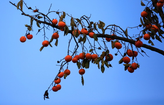 金秋紅柿