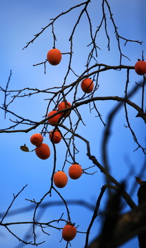 金秋紅柿