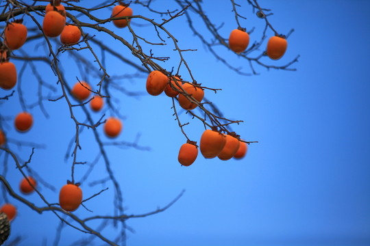 金秋紅柿