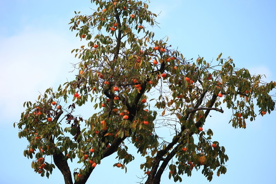金秋紅柿